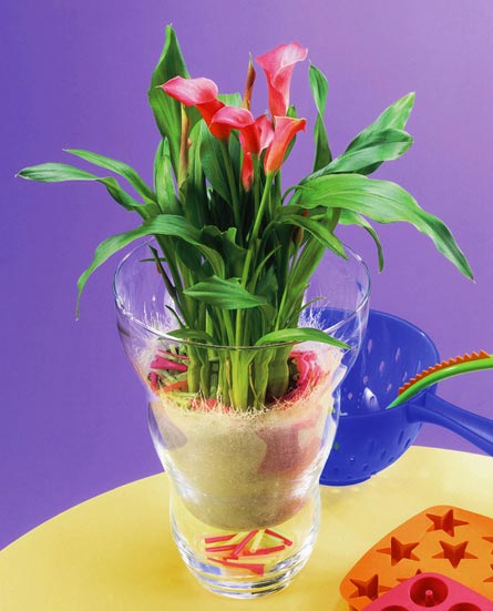 Zantedeschia (kalla) i kruka utomhus – närbild av blomställning med vitgul spadix och färgstarkt hölsterblad; lättskött prydnadsväxt som trivs i sol, tål ned till 5°C och får intensivare färger ute.