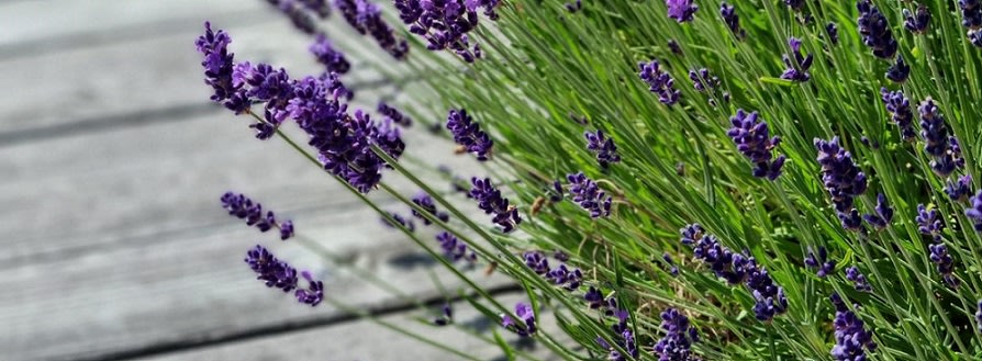 Lavendel