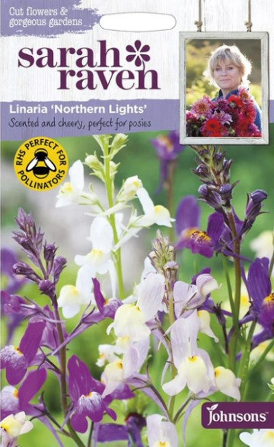 FĂ€rgsporre 'Northern Lights'