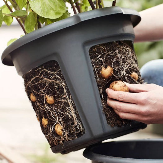 Green Basics Potatiskruka 33cm - Living Black