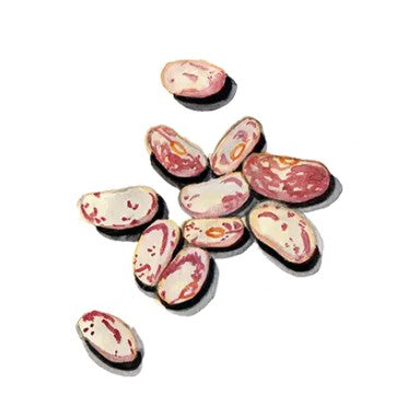 Kokböna 'Mor Kristin' GK Svenskodlat frö