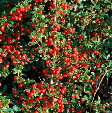 Svenskt parkoxbär 'Coral Beauty' 100-pack barrotad 20-40cm