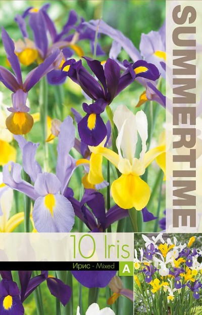 Holländsk Iris 'Mix' 10st