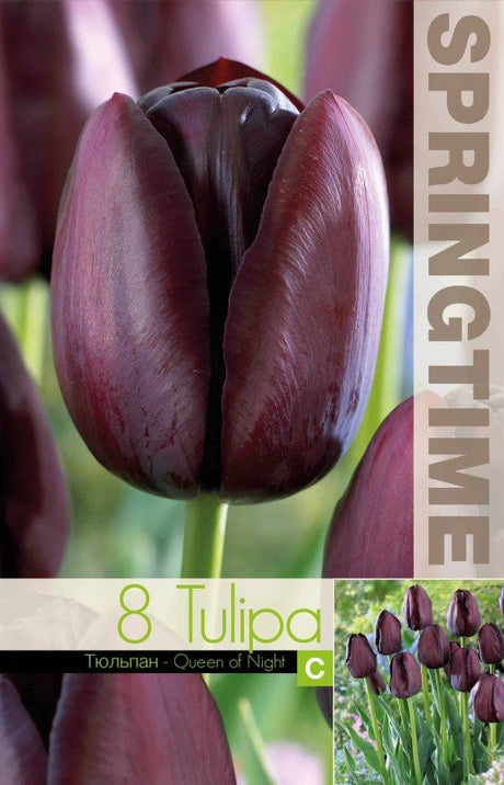 Enkel Sen Tulpan 'Queen of Night' 8st
