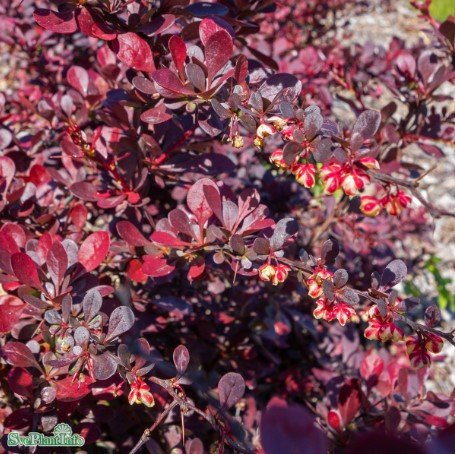 Röd Häckberberis 'Atropurpurea' 1-pack i kruka
