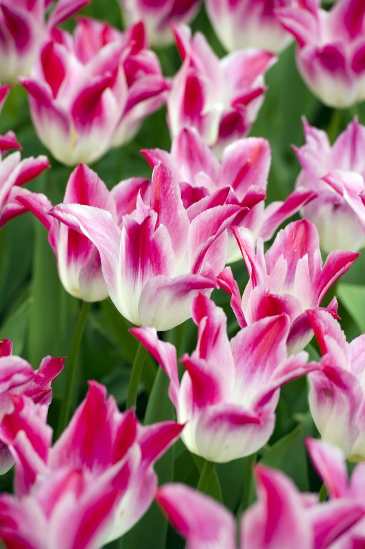 Liljetulpan 'Whispering Dream' 8st