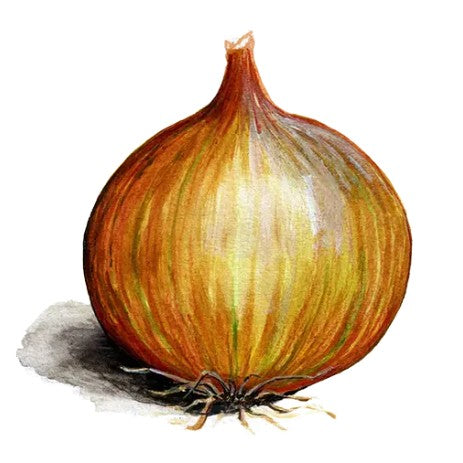 Gul Lök 'Laaer' Svenskodlat frö