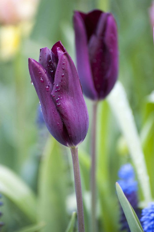 Triumphtulpan 'Deep Purple Rock' 8st