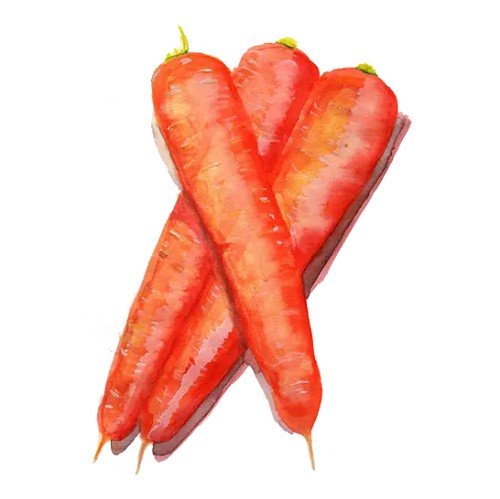 Morot 'Long Orange' Svenskodlat frö