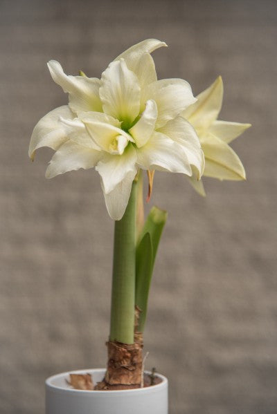Amaryllis 'Ice Queen' 1st