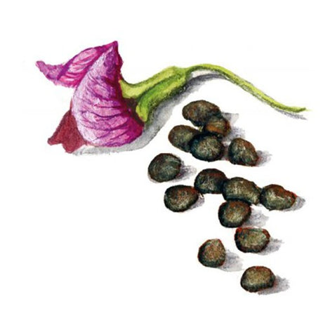 GrÄÀrt 'JÀmtlÀndsk' GK Svenskodlat frö