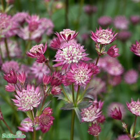 Stjärnflocka 'Star of Love' 11cm kruka