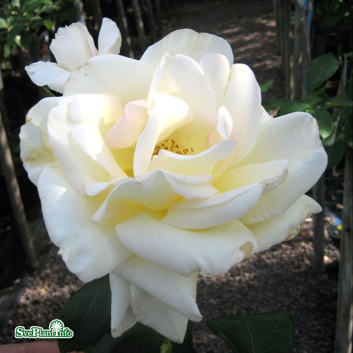 Storblommig klätterros 'Schneewalzer' 1-pack barrotad