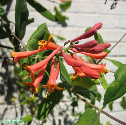 Eldkaprifol 'Dropmore Scarlet' co 3-pack