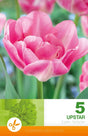 Dubbel Sen Tulpan 'Upstar' 5st