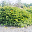 Fågelbogran 'Nidiformis' 25-30 co 3-pack