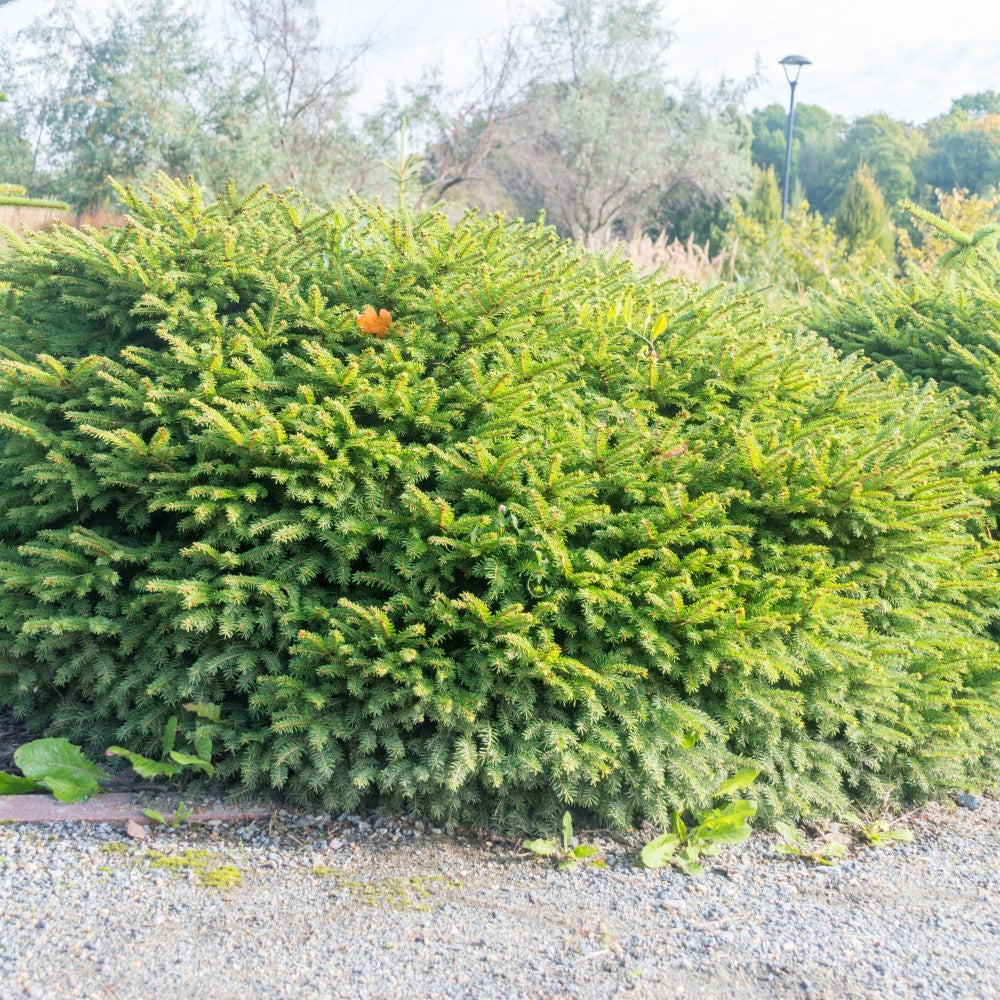 Fågelbogran 'Nidiformis' 25-30 co 3-pack