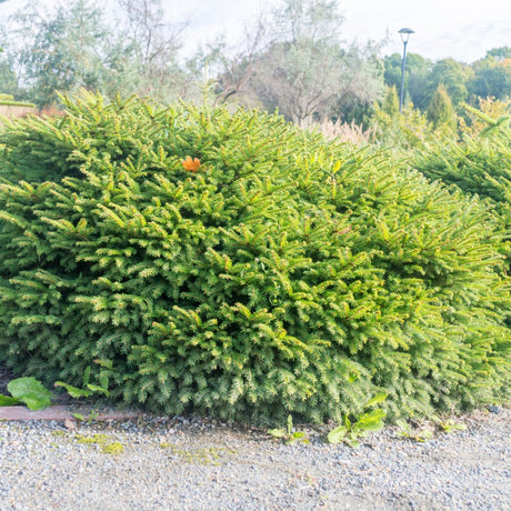 FÄgelbogran 'Nidiformis' 25-30 co 3-pack