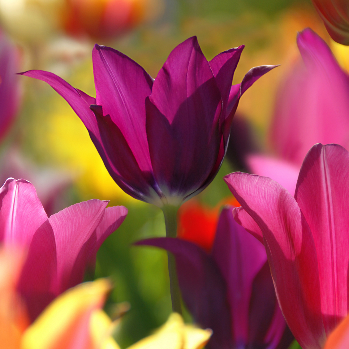 Liljetulpan 'Purple Heart' 10st