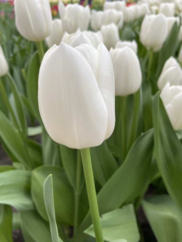 Triumphtulpan 'White Dream' 8st