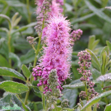 Klasespirea barrotad 10-pack 40-60cm