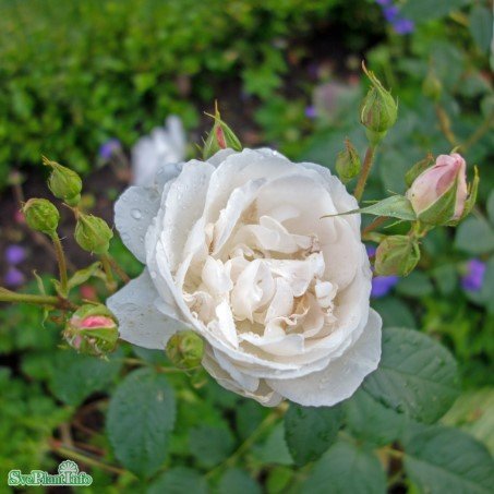 Austinros 'Desdemona' 1-pack barrotad