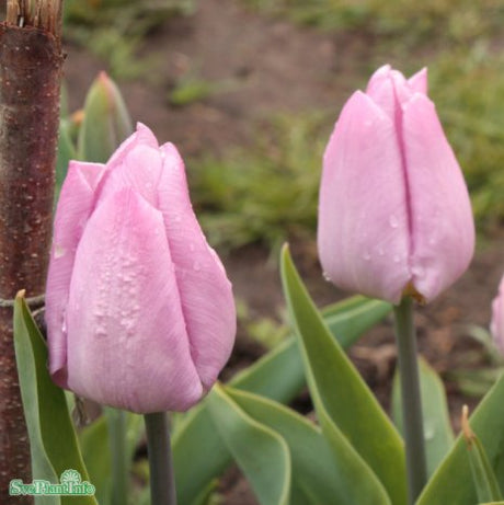 Enkel Tidig Tulpan 'Candy Prince' 5st
