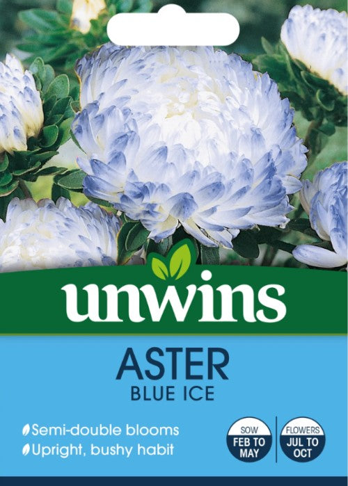 Sommaraster 'Blue Ice'