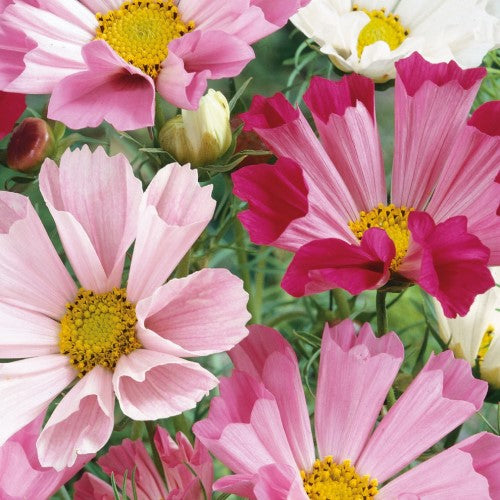 Rosenskära 'Sea Shells' Mix