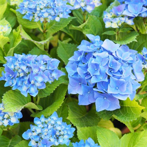 Trädgårdshortensia 'Nikko Blue' co 1-pack