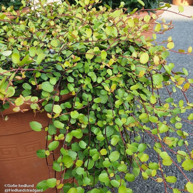 Slideranka 'Golden Girl' 12cm kruka