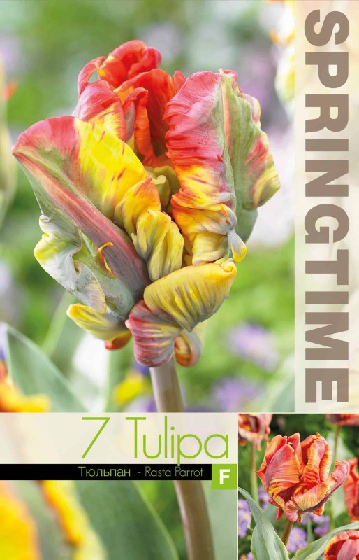 Papegojtulpan 'Rasta Parrot' 7st