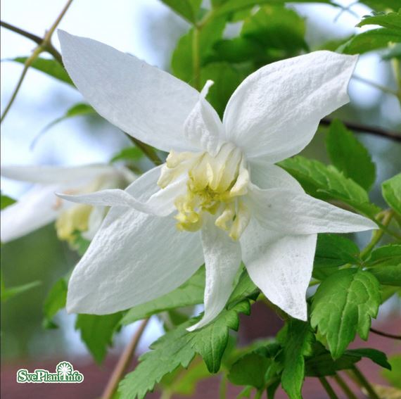 Klematis 'Albina Plena' 1-pack