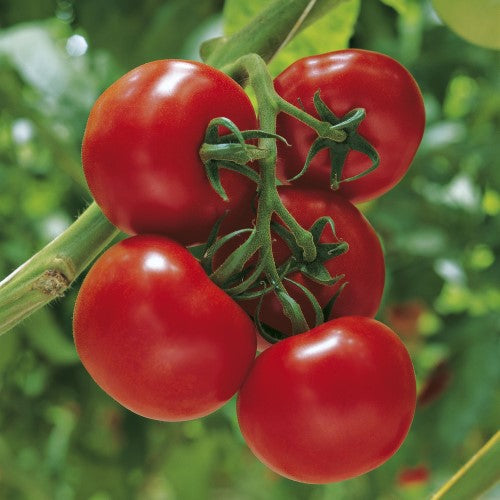 Klassisk Tomat 'Sparta' F1 Frö