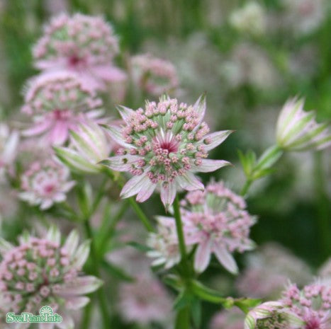 Stjärnflocka 'Florence' 11cm kruka