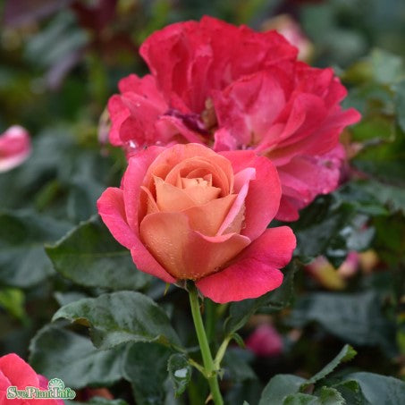 Tehybridros 'Thor Heyerdahl' 1-pack barrotad