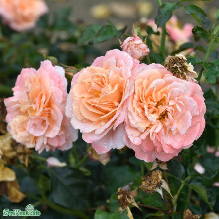 Floribundaros 'Kalmar' 10-pack barrot