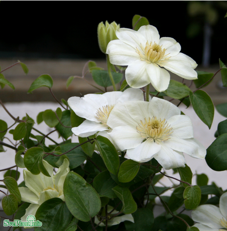 Klematis 'Guernsey Cream' 1-pack