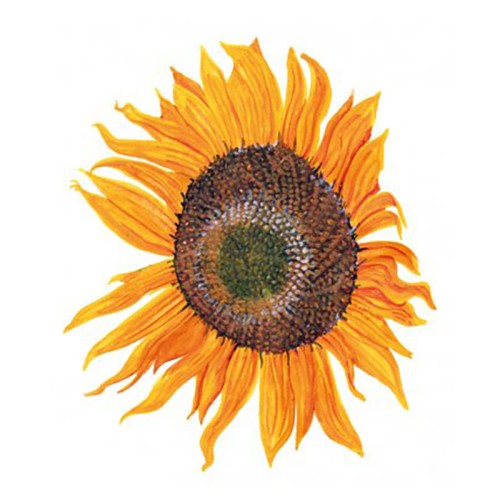 Solros 'Peredovick' Svenskodlat frö