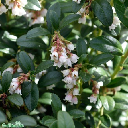 Lingon 'Koralle' 3-pack i kruka