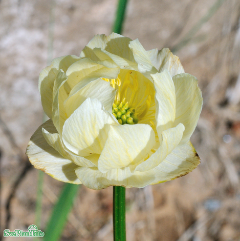 Trädgårdssmörboll 'Alabaster' 11cm kruka