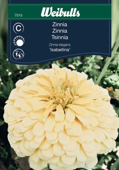Zinnia 'Isabellina'