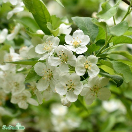 Bukettapel 100-p barrotad 30-50cm