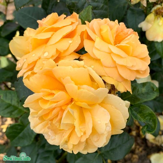 Floribundaros 'Bernstein-Rose' 1-pack barrot