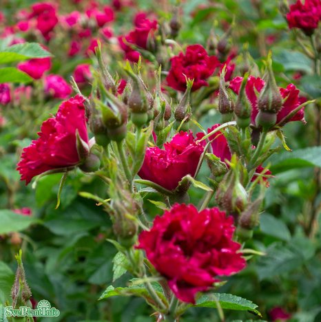 Nejlikros 'F. J. Grootendorst' 1-pack barrotad