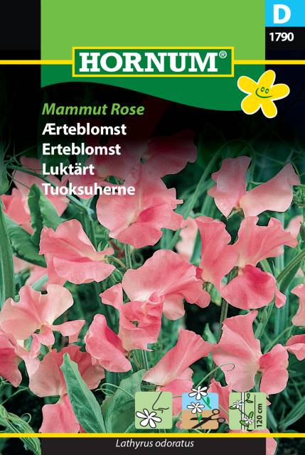 Luktärt 'Mammut Rose' frö