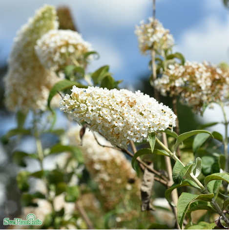 Syrenbuddleja 'White Profusion' 1-pack i kruka