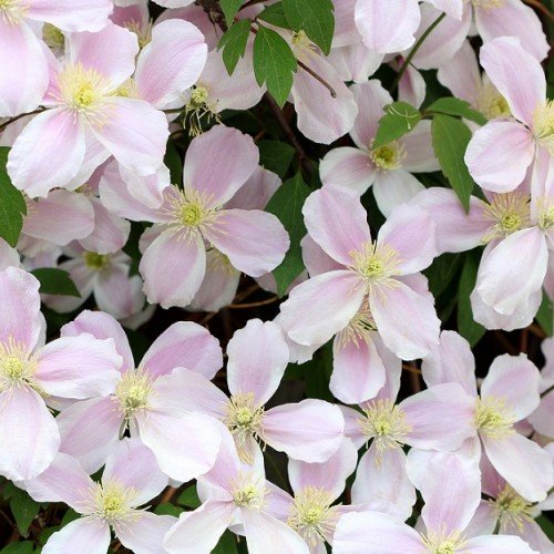 Klematis 'Fragrant Spring' 5-pack