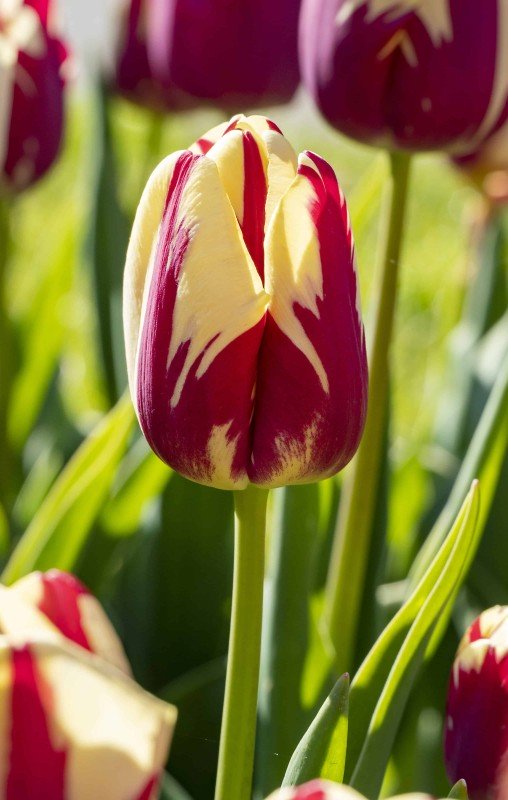 Triumphtulpan 'Grand Perfection' 8st