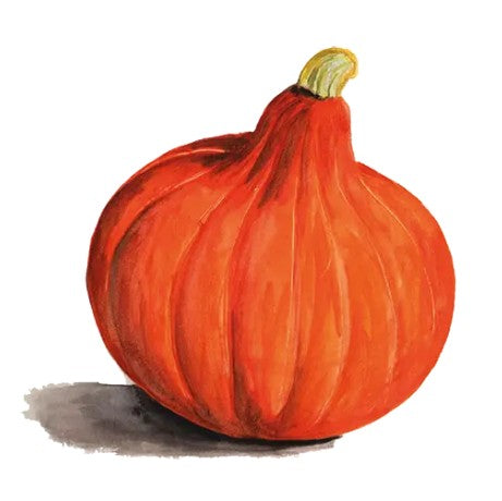 Vintersquash 'Uchiki Kuri' Svenskodlat frö